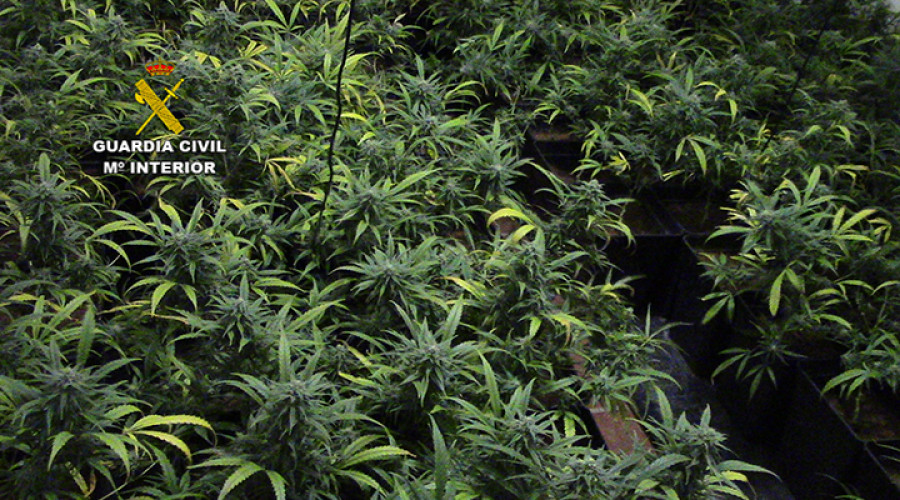 Desmantelan dos plantaciones de marihuana en Layos
